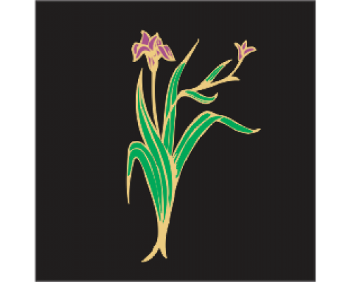 Coloured Motif - Iris